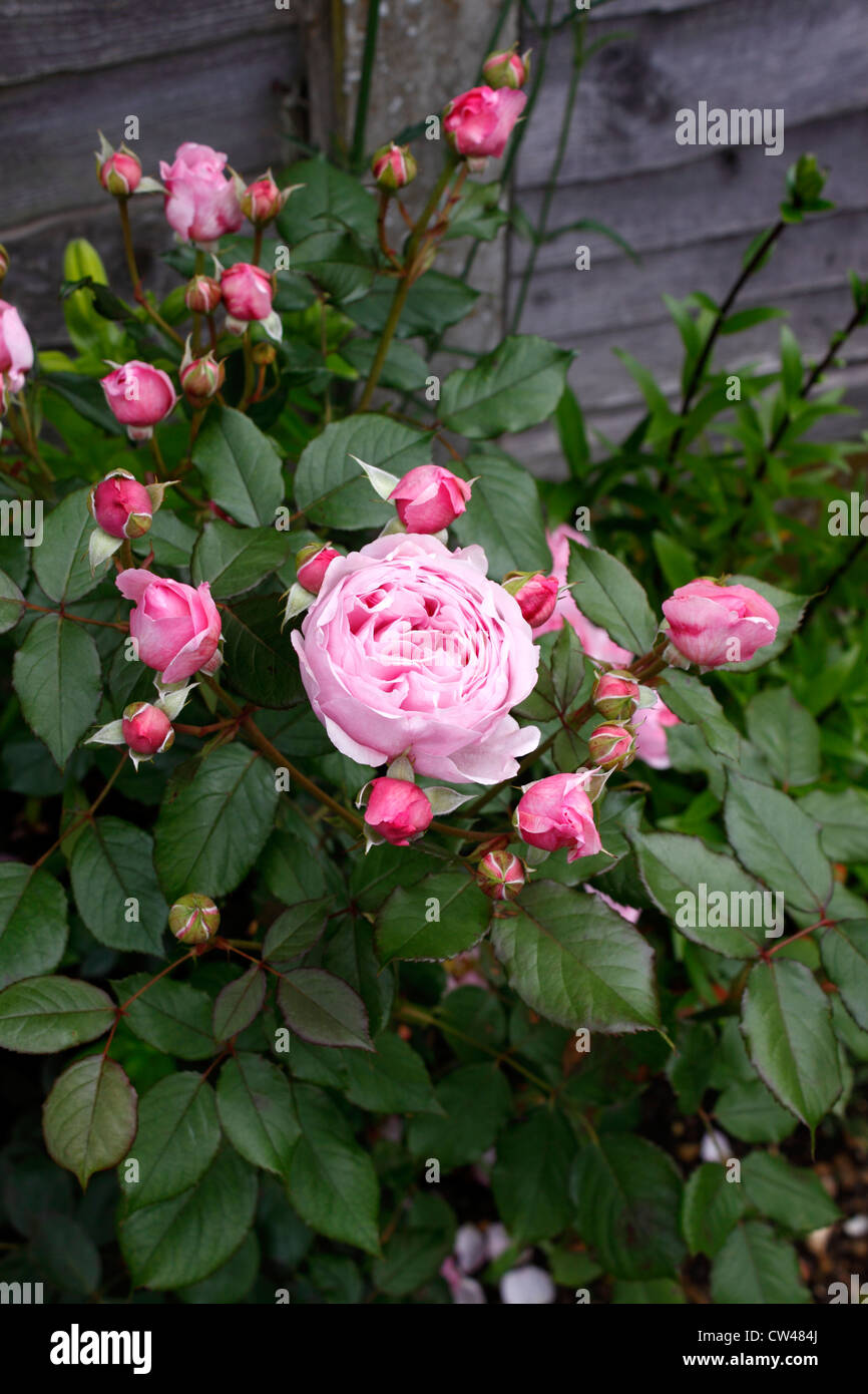 ROSA GEOFF HAMILTON. ROSA ROSE. Stockfoto