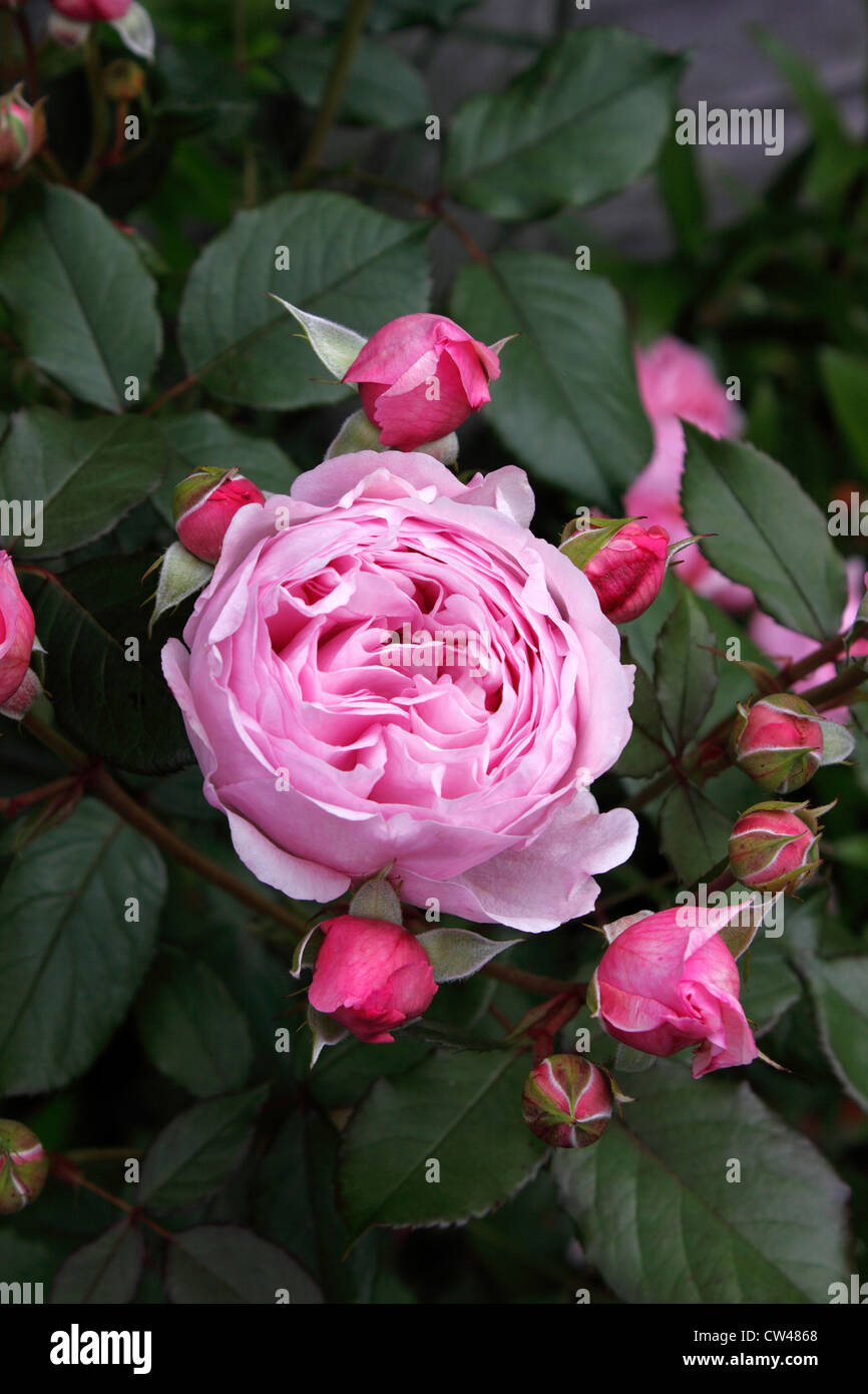 ROSA GEOFF HAMILTON. ROSA ROSE. Stockfoto