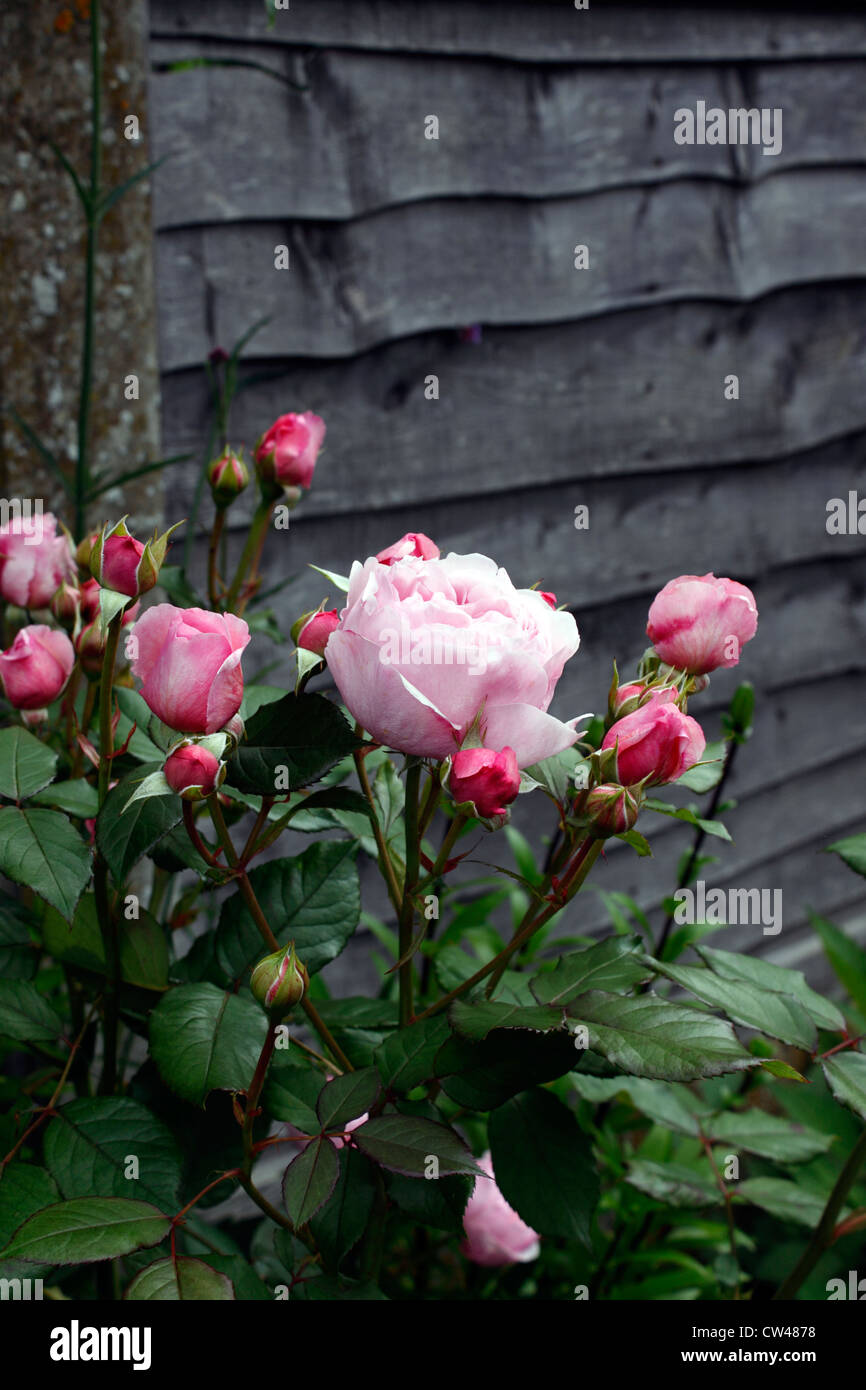 ROSA GEOFF HAMILTON. ROSA ROSE. Stockfoto