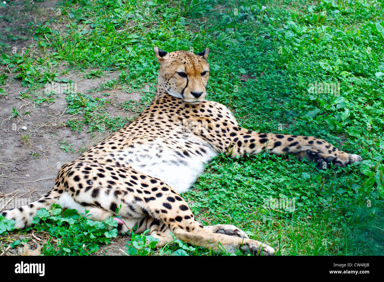 wilde Katze liegend im Zoo von Moskau Russland Stockfoto