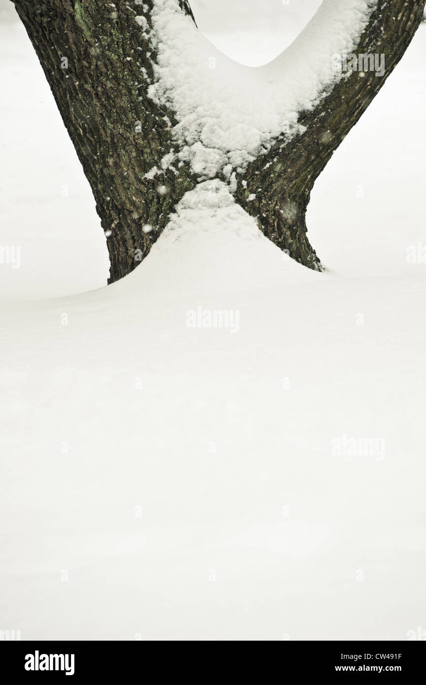 Baum mit Schnee bedeckt Stockfoto