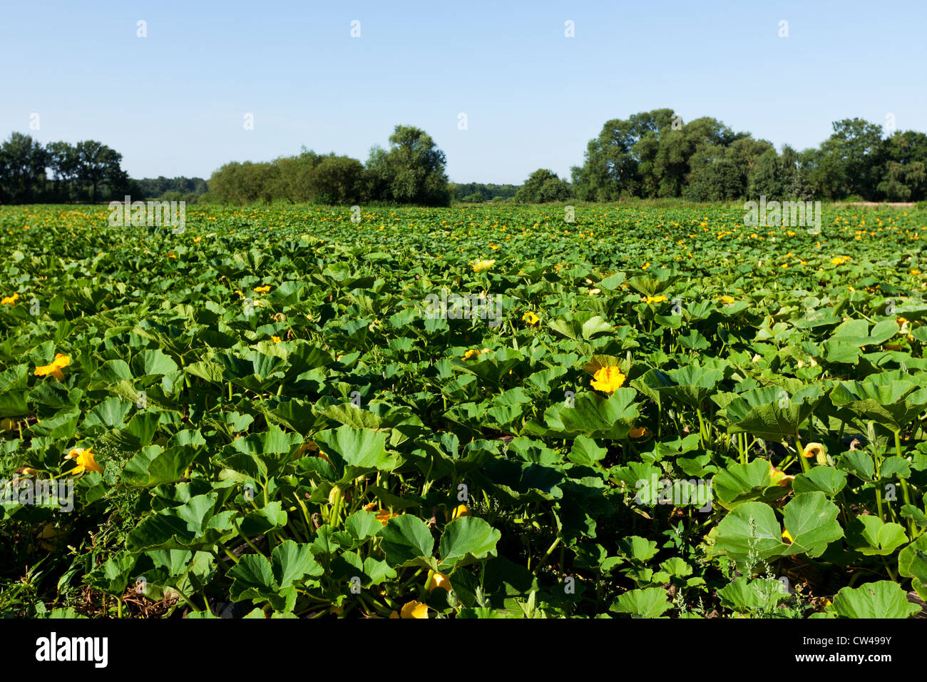 Kürbis-Feld in voller Blüte Stockfoto