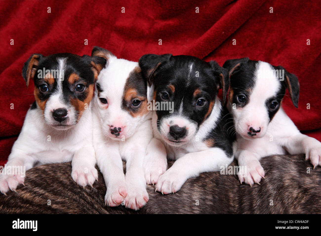 Studioaufnahme von Jack Russell Terrier Welpen Stockfoto