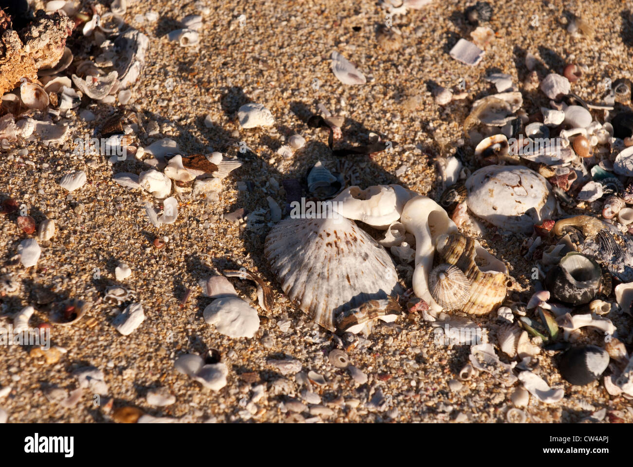 Schalen gewaschen bis auf Moses Rock Beach, Western Australia Stockfoto