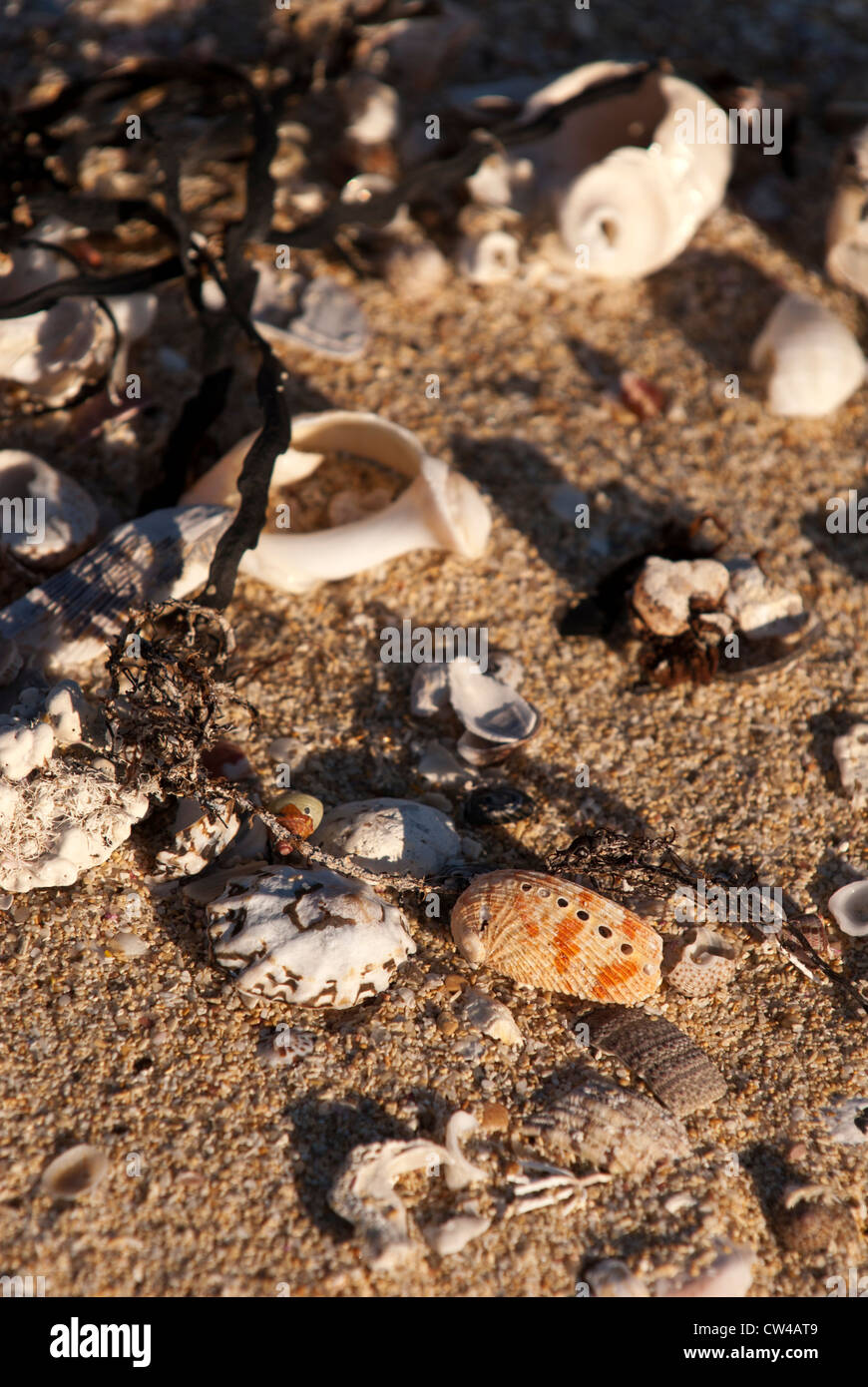 Muscheln und Algen bis auf Moses Rock Beach, Western Australia gewaschen Stockfoto