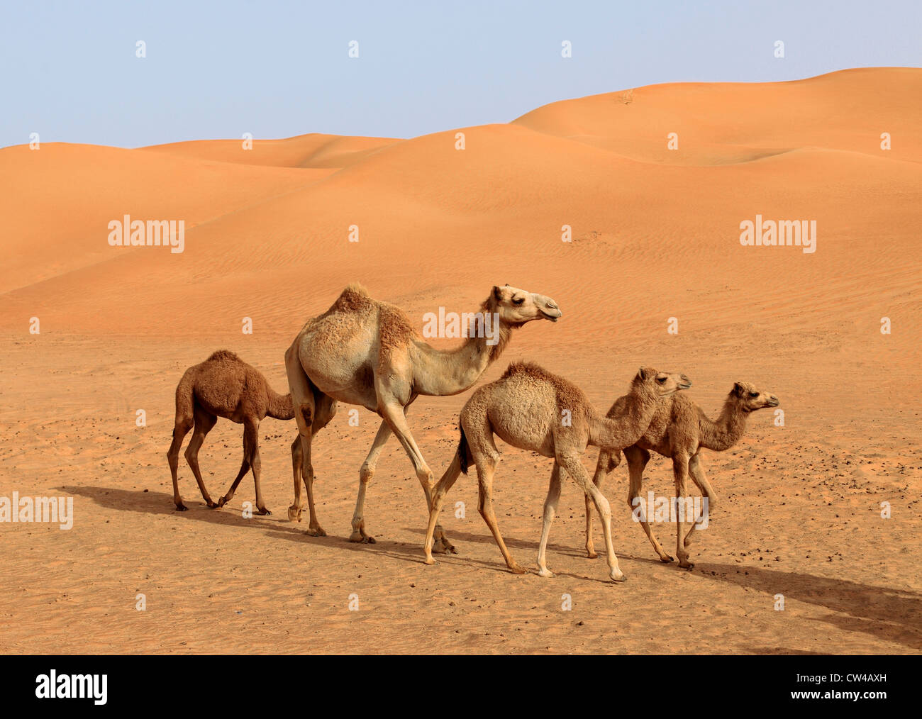 3503. Kamele, Wüste Bereich, Dubai, Vereinigte Arabische Emirate. Stockfoto
