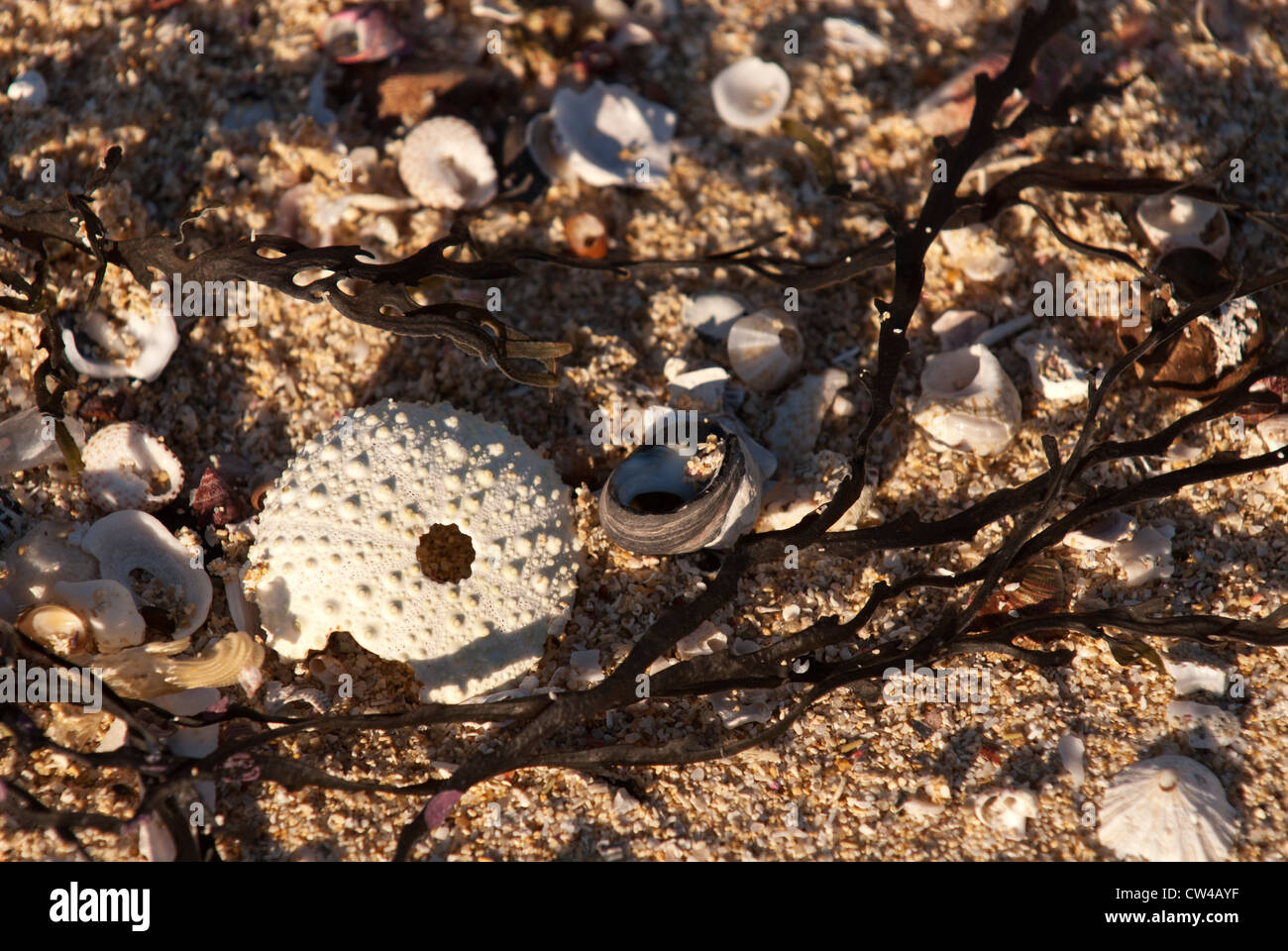 Muscheln und Algen bis auf Moses Rock Beach, Western Australia gewaschen Stockfoto
