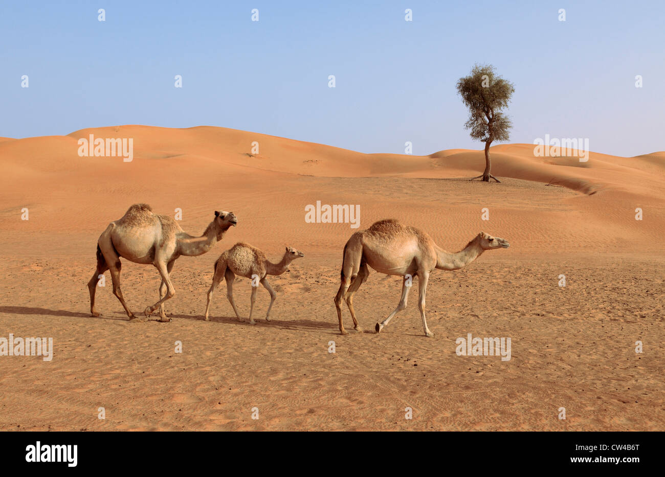 3505. Kamele, Wüste Bereich, Dubai, Vereinigte Arabische Emirate. Stockfoto