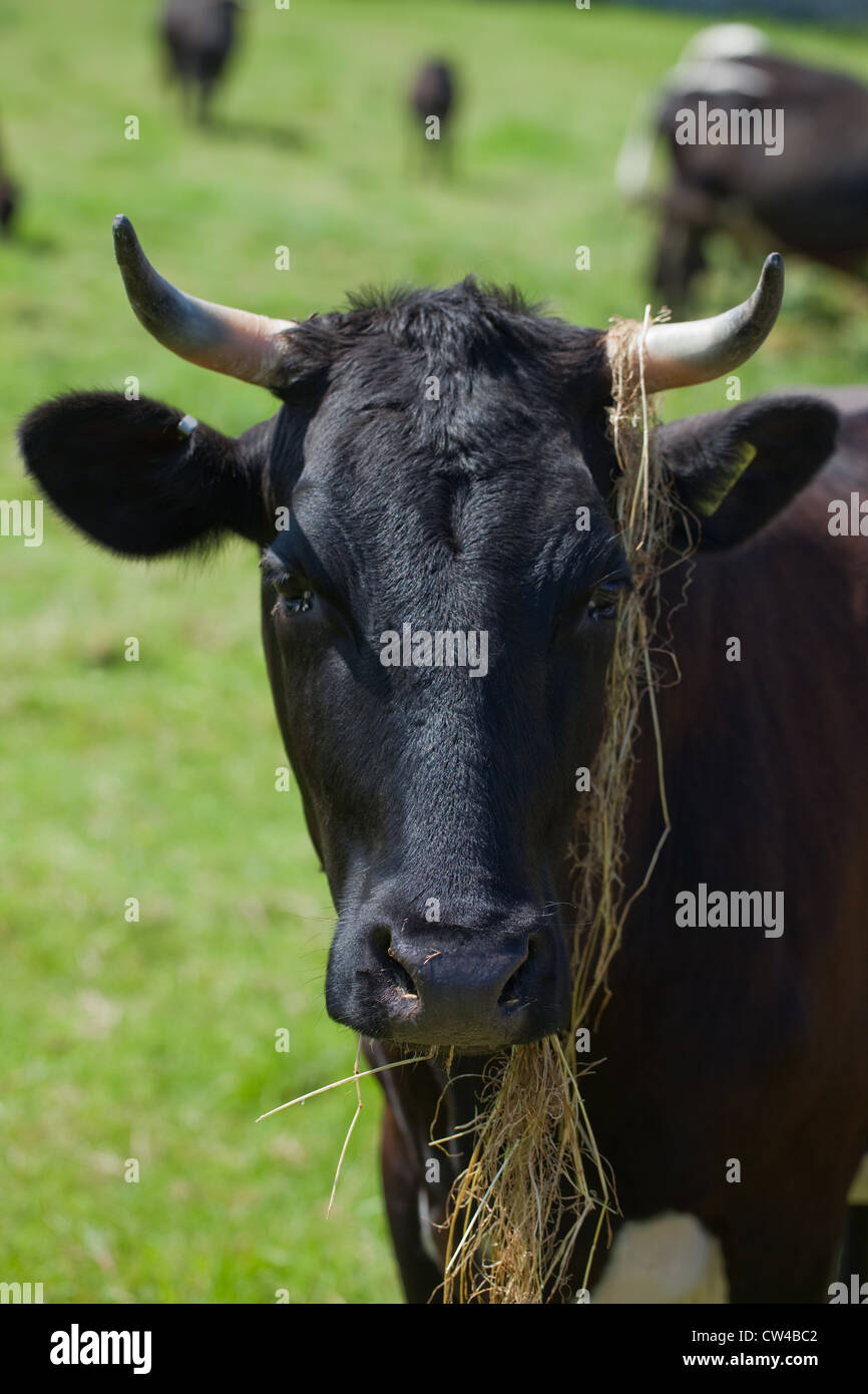 Gloucester-Kuh (Bos Taurus). Essen Heu. Stockfoto