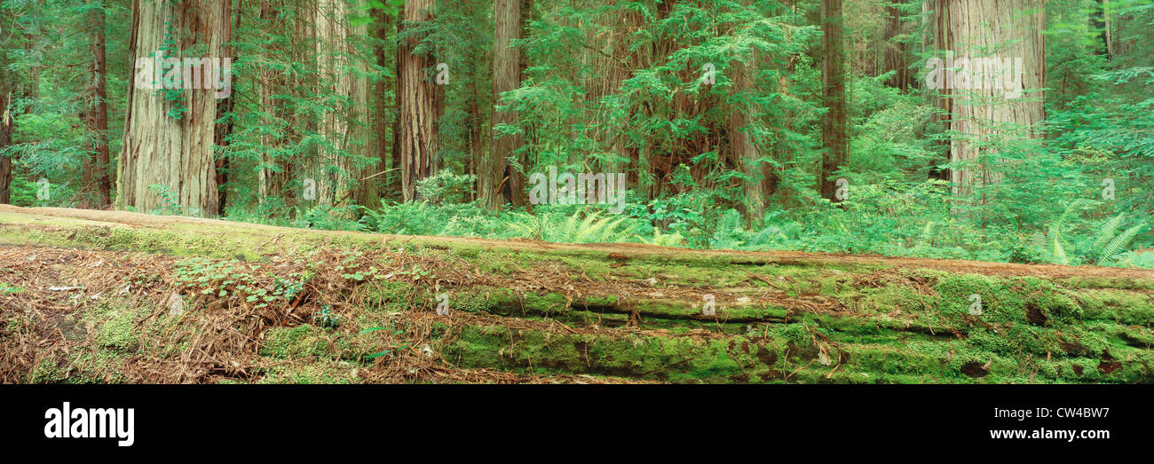 Umgestürzten Baum und Wald Stockfoto