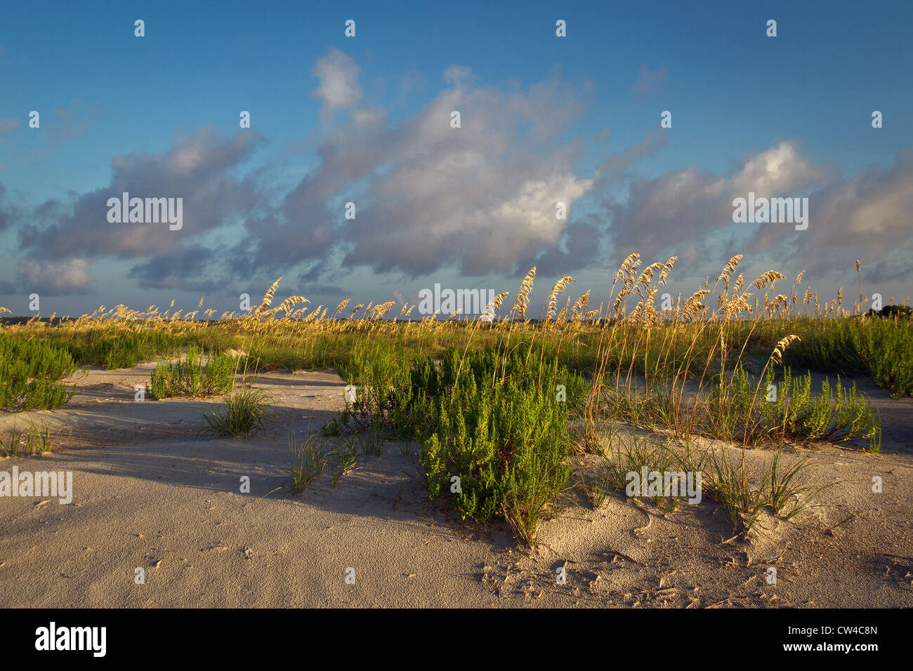 Sanddünen in Wrightsville Beach, North Carolina Stockfoto