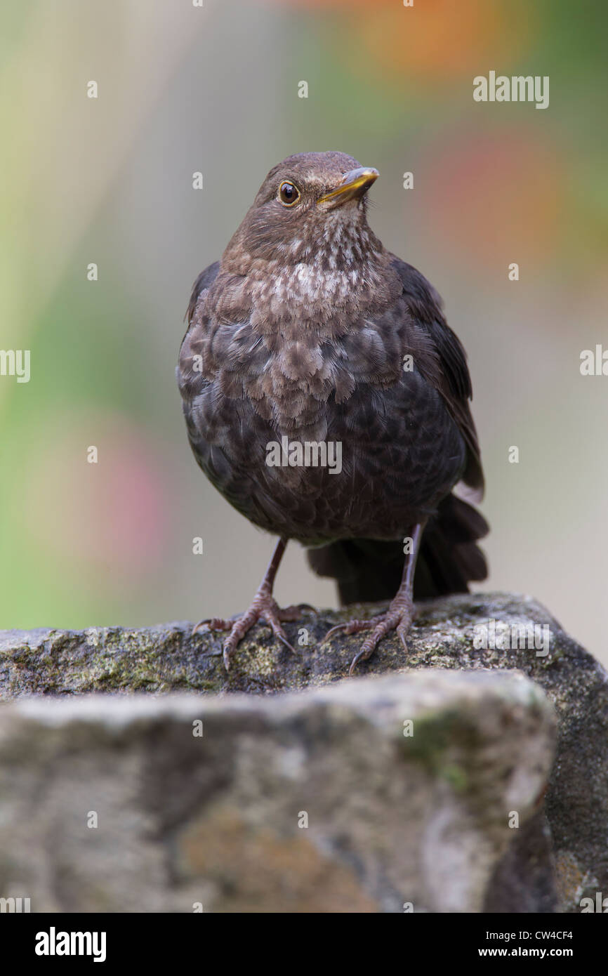 [Blackbird. Turdus Merula Turdidae] Stockfoto