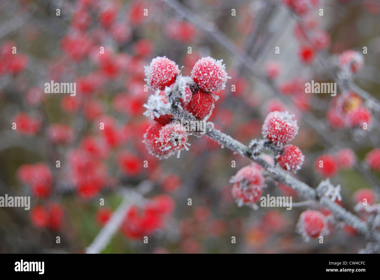 Gefrorene Tautropfen auf Beeren, Quantocks, UK Stockfoto