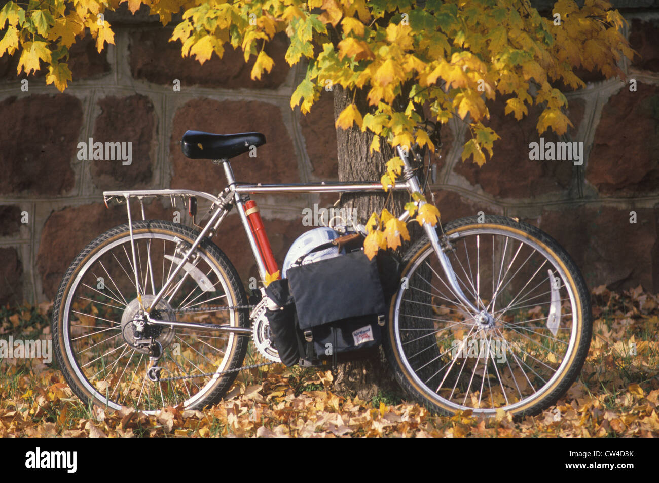 Fahrrad am Baum gelehnt Stockfoto