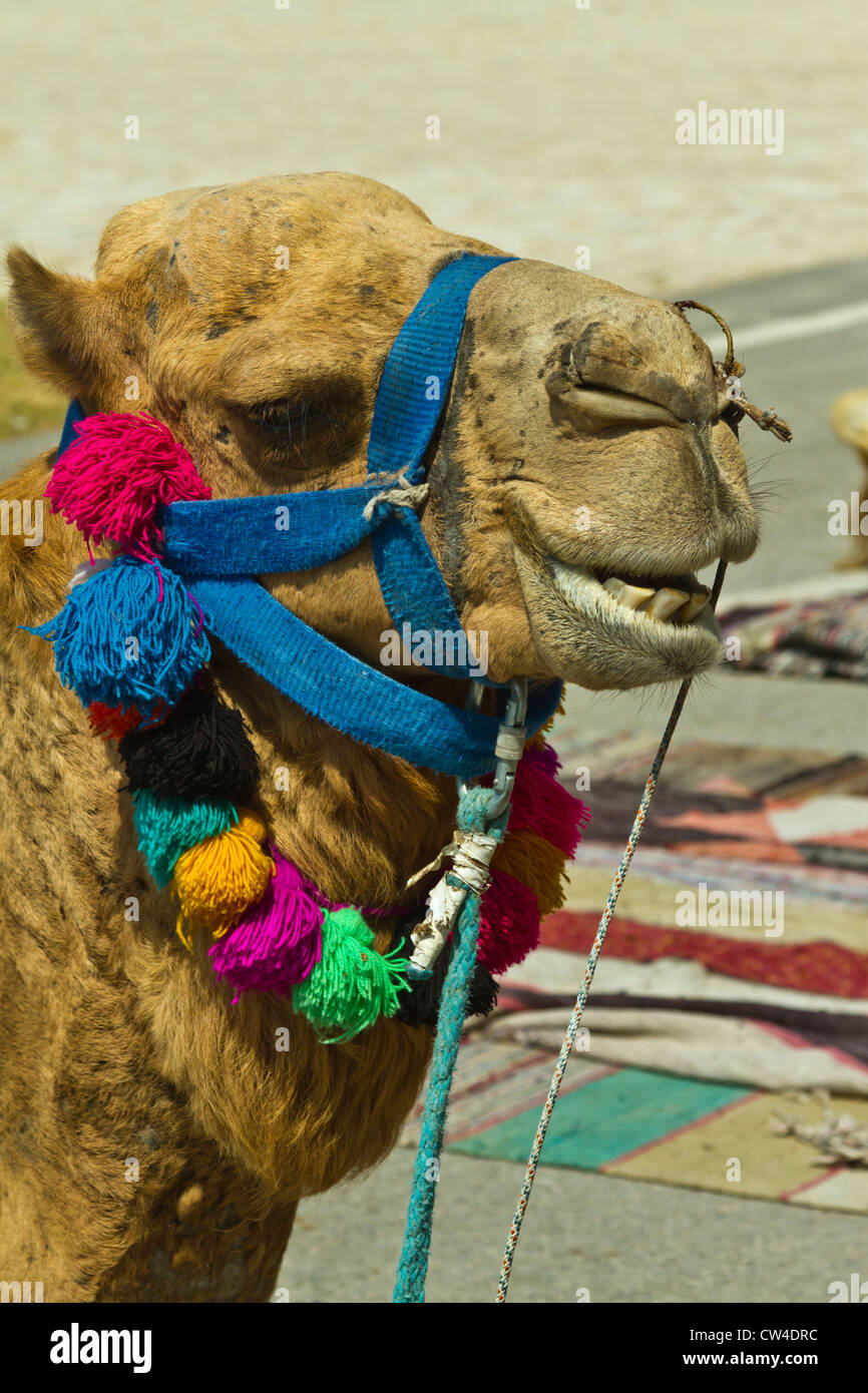 Nahaufnahme von einem Kamel Gesicht an den Touristen willkommen Zentrum im tunesischen Hafen von La Goulette, Nord-Afrika. Stockfoto