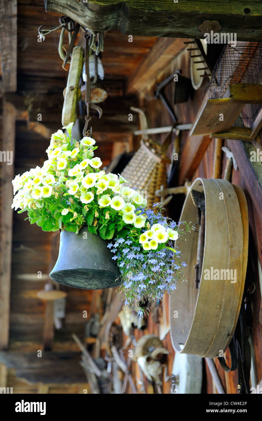 Hängenden Blumen von Kuhglocke befestigt an einem hölzernen Schuppen mit anderen landwirtschaftlichen Geräten und in Österreich umzusetzen. Stockfoto