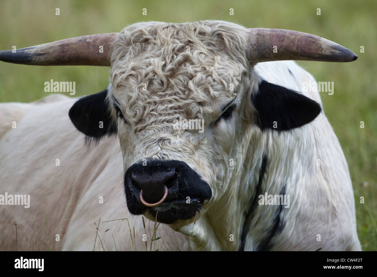 White Park Cattle (Bos taurus). Bull. Stockfoto