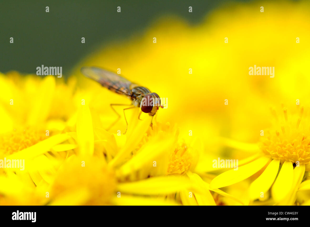 Nahaufnahme von einem typischen Erwachsenen-Schwebfliege (Syrphus) Fütterung aus Nektar und pollen Stockfoto