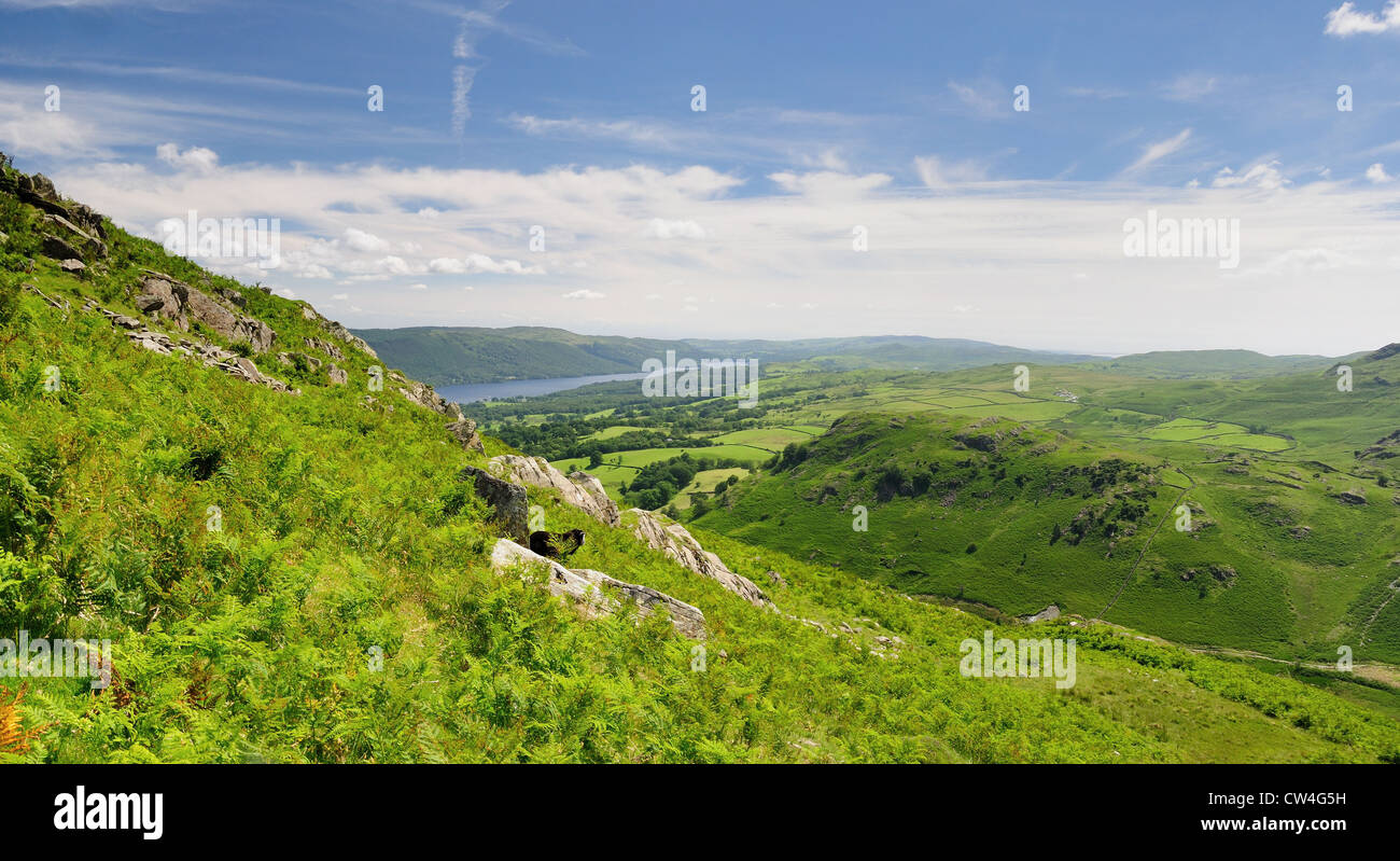 Blick über Coniston Water von Rascal wie im Sommer im englischen Lake District Stockfoto