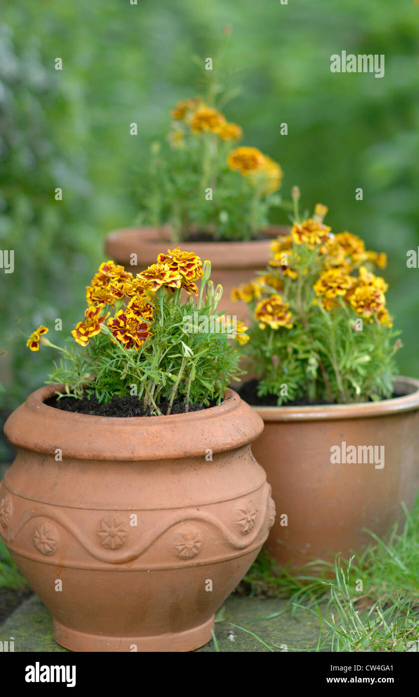 Reiche Ringelblume Fotos Und Bildmaterial In Hoher Aufl sung Alamy reiche-ringelblume-fotos-und-bildmaterial-in-hoher-aufl-sung-alamy