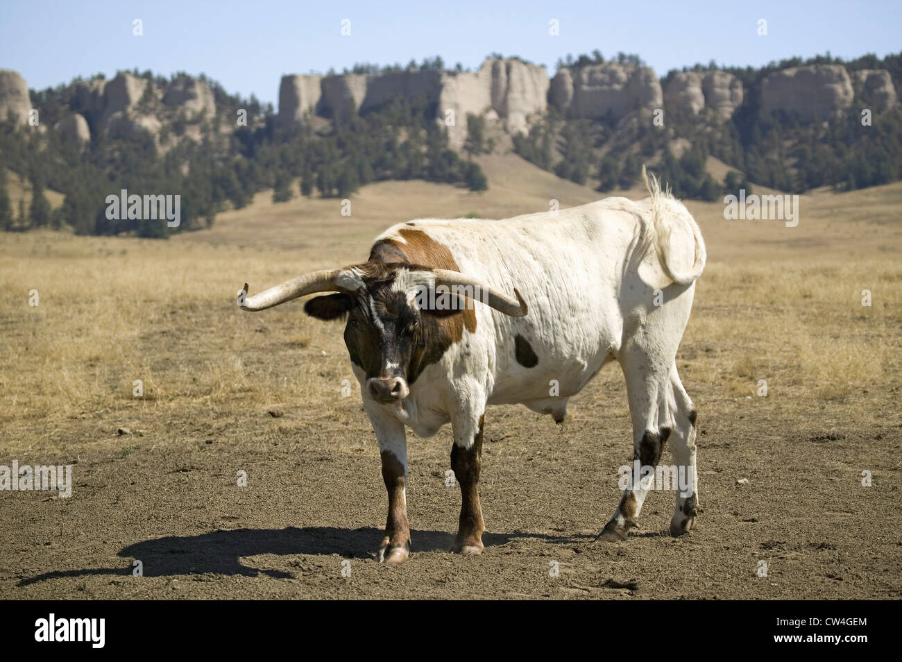 Nahaufnahme von Texas Longhorn neben historischen Fort Robinson, Nebraska Stockfoto