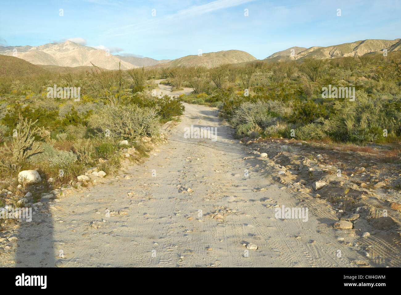 Wüste Straße im Frühjahr im Coyote Canyon, Anza-Borrego Desert State Park in der Nähe von Anza Borrego Springs, CA Stockfoto