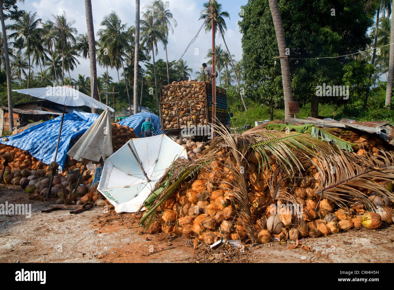 Neu geernteten Kokosnüsse von Kokosnuss-Palmen auf der Insel von Ko Sumai, Thailand. Stockfoto