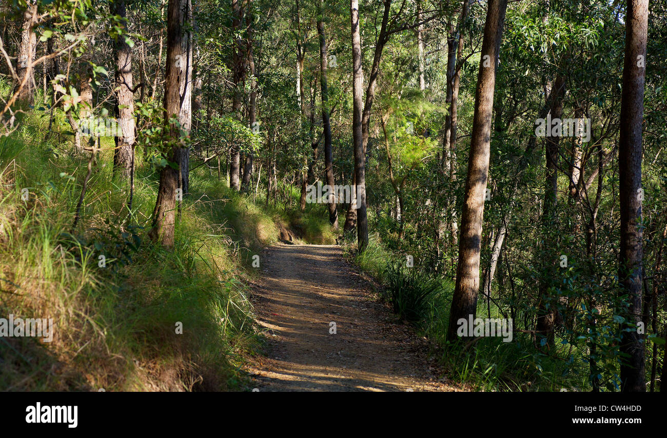 Eine Spur durch die Mt Coot-tha Brisbane Forest in Queensland, Australien. Stockfoto