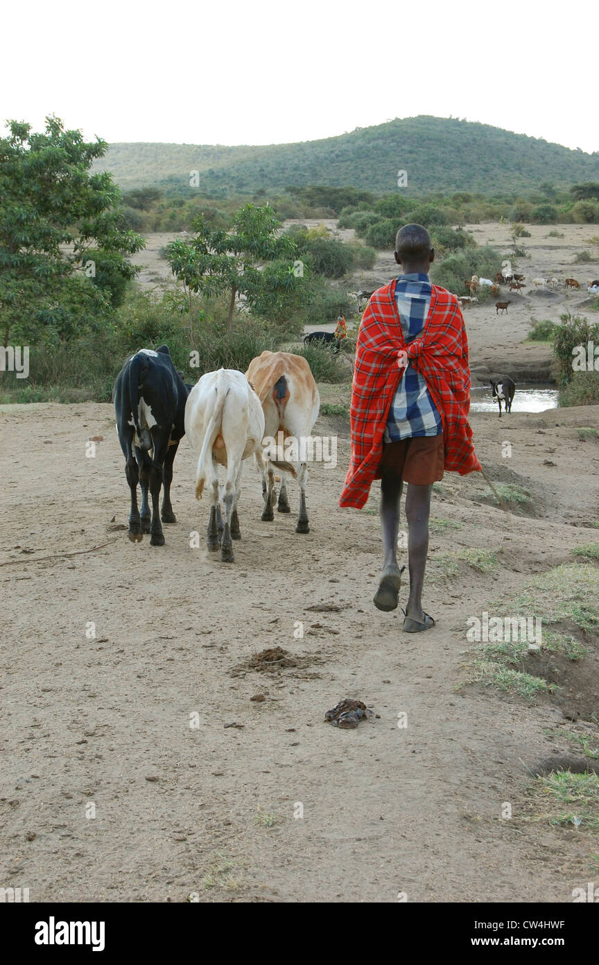 Maasai Kind unter Vieh auf das Wasserloch Stockfoto