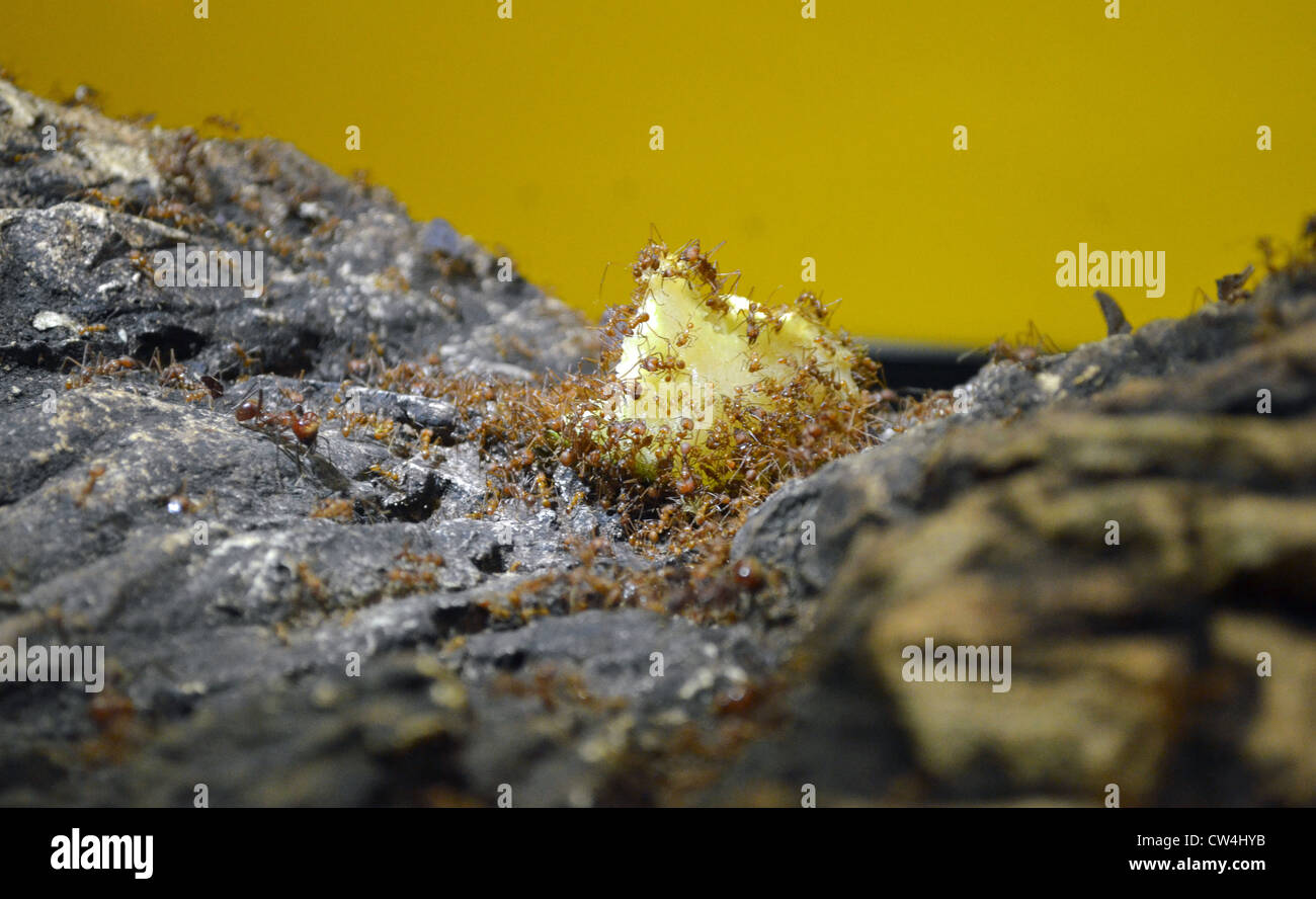 Blattschneiderameisen Stockfoto