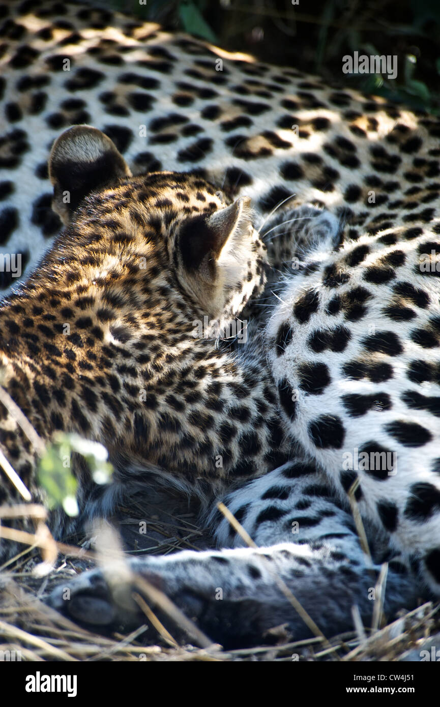Leopard Cub Krankenpflege Stockfoto