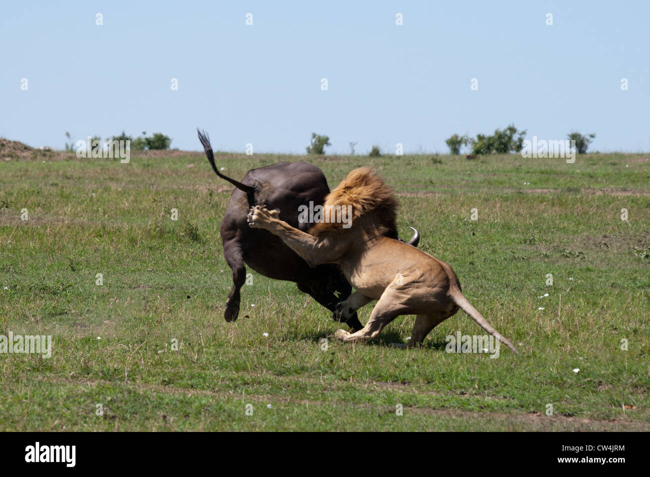 Löwen, Büffel angreifen Stockfoto