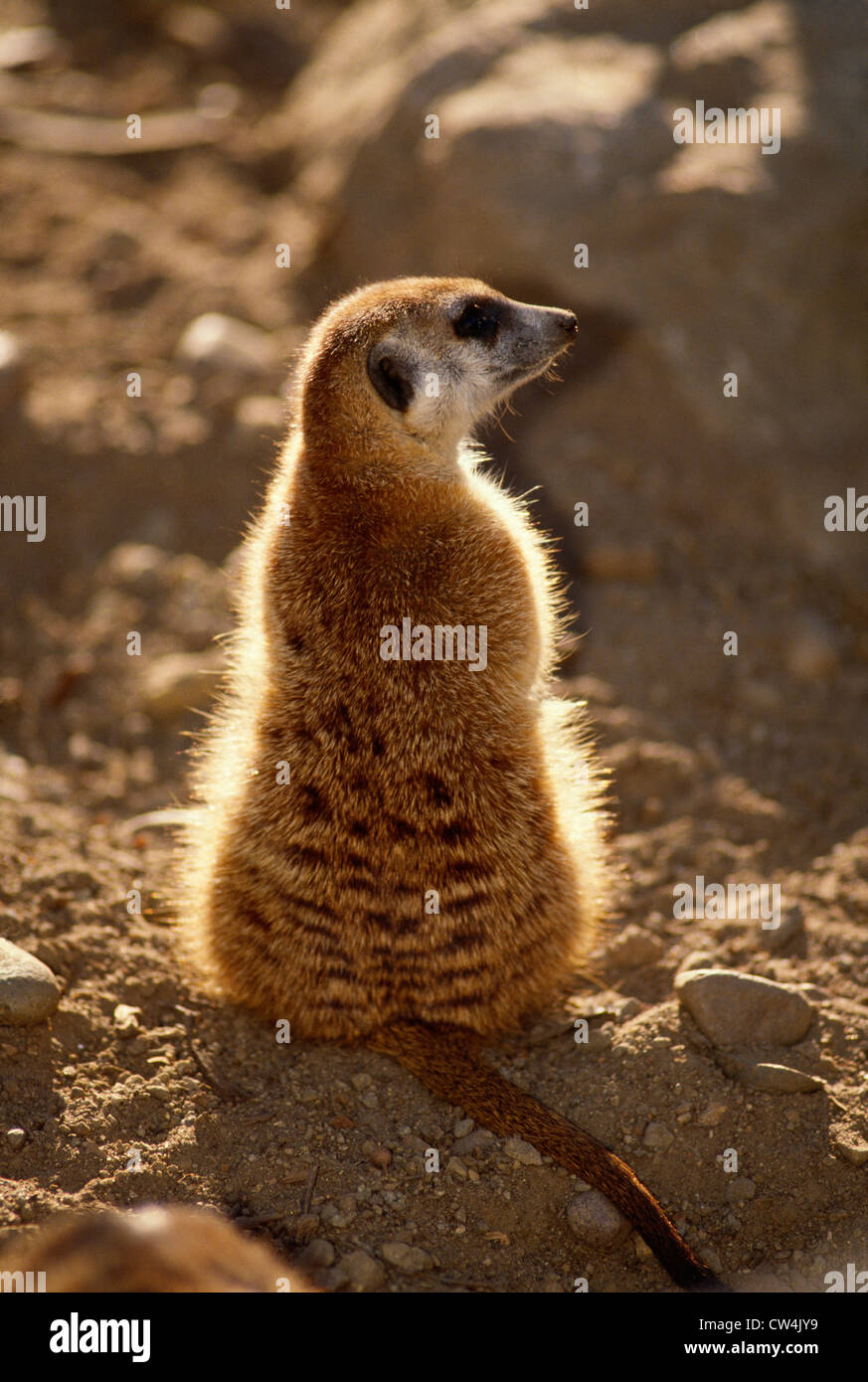 SCHLANK-TAILED ERDMÄNNCHEN (SURICATA SURICATTA) Stockfoto