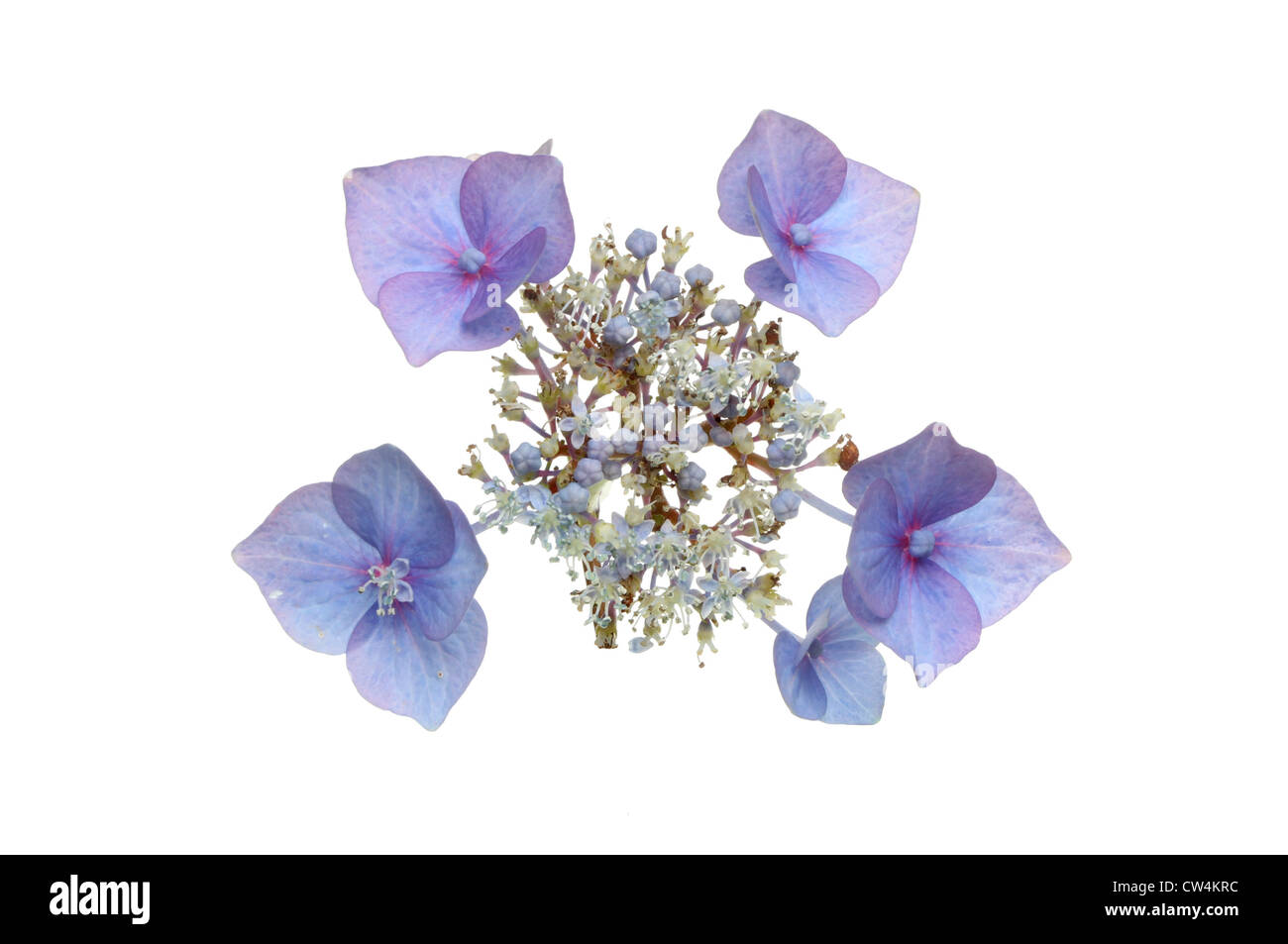 Blaue Lacecap Hortensie Blume isoliert gegen weiß Stockfoto