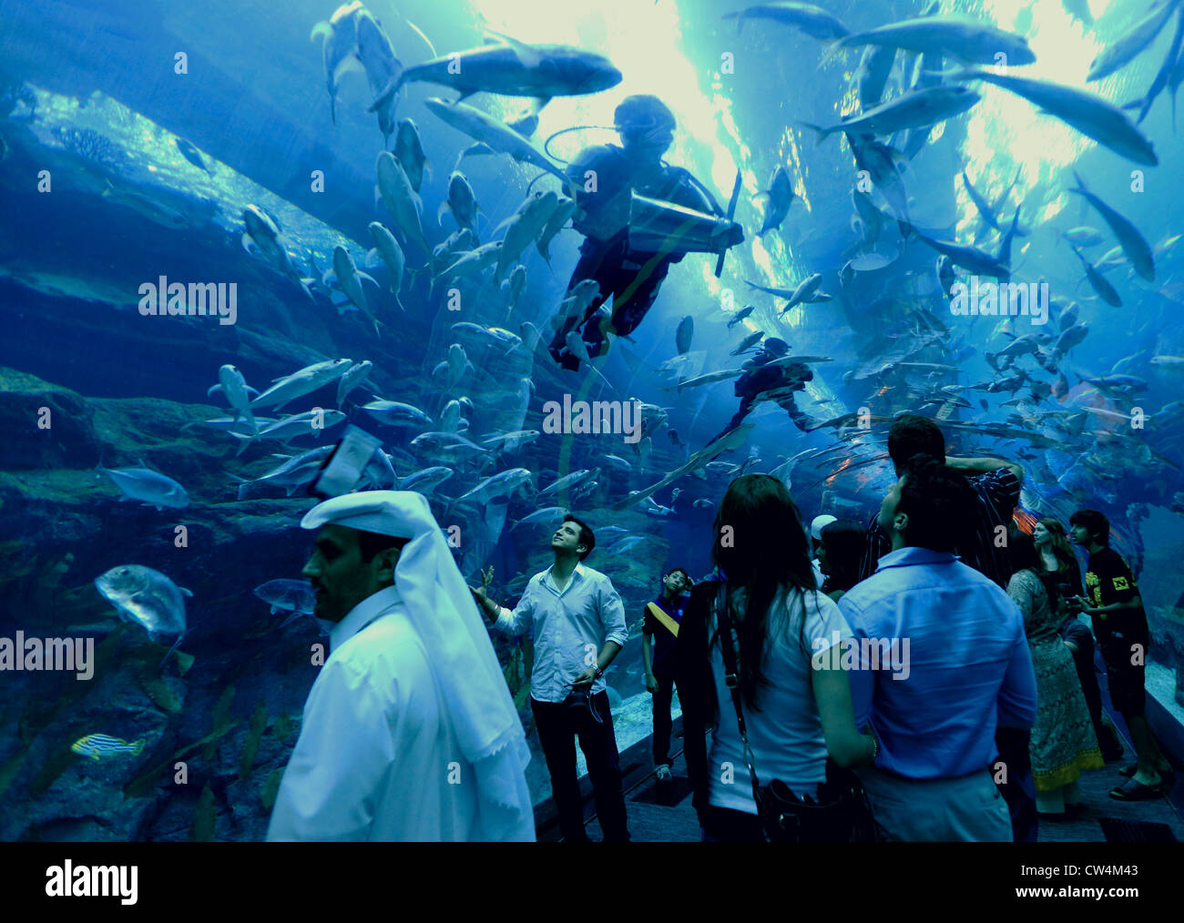 3588. Aquarium, Dubai Mall, Dubai, Vereinigte Arabische Emirate. Stockfoto