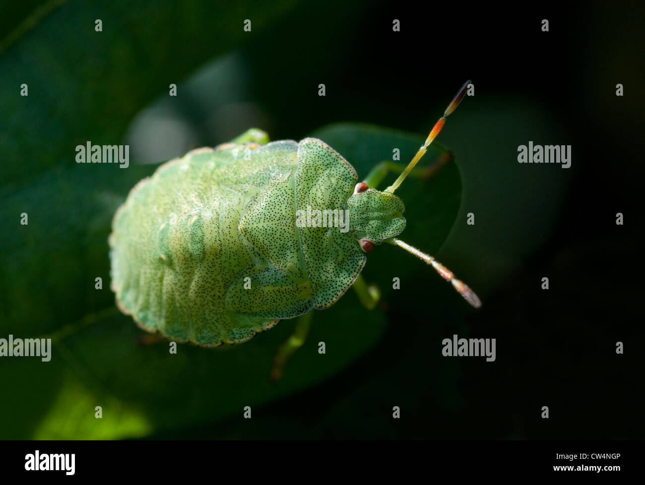 Greenshield Bug auf Eiche-Blatt Stockfoto