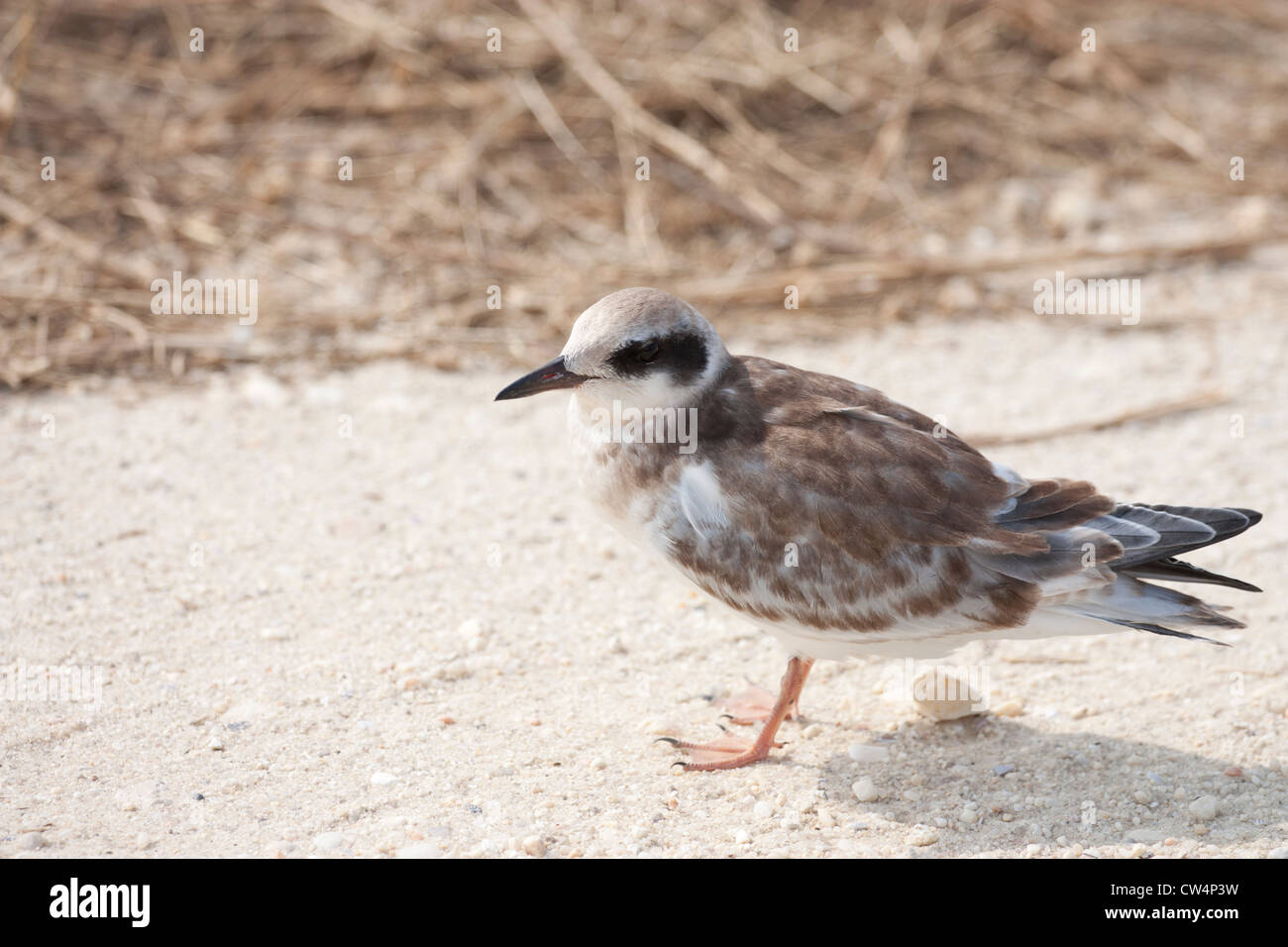 Die Unreife Forster tern - Sterna forsteri Stockfoto