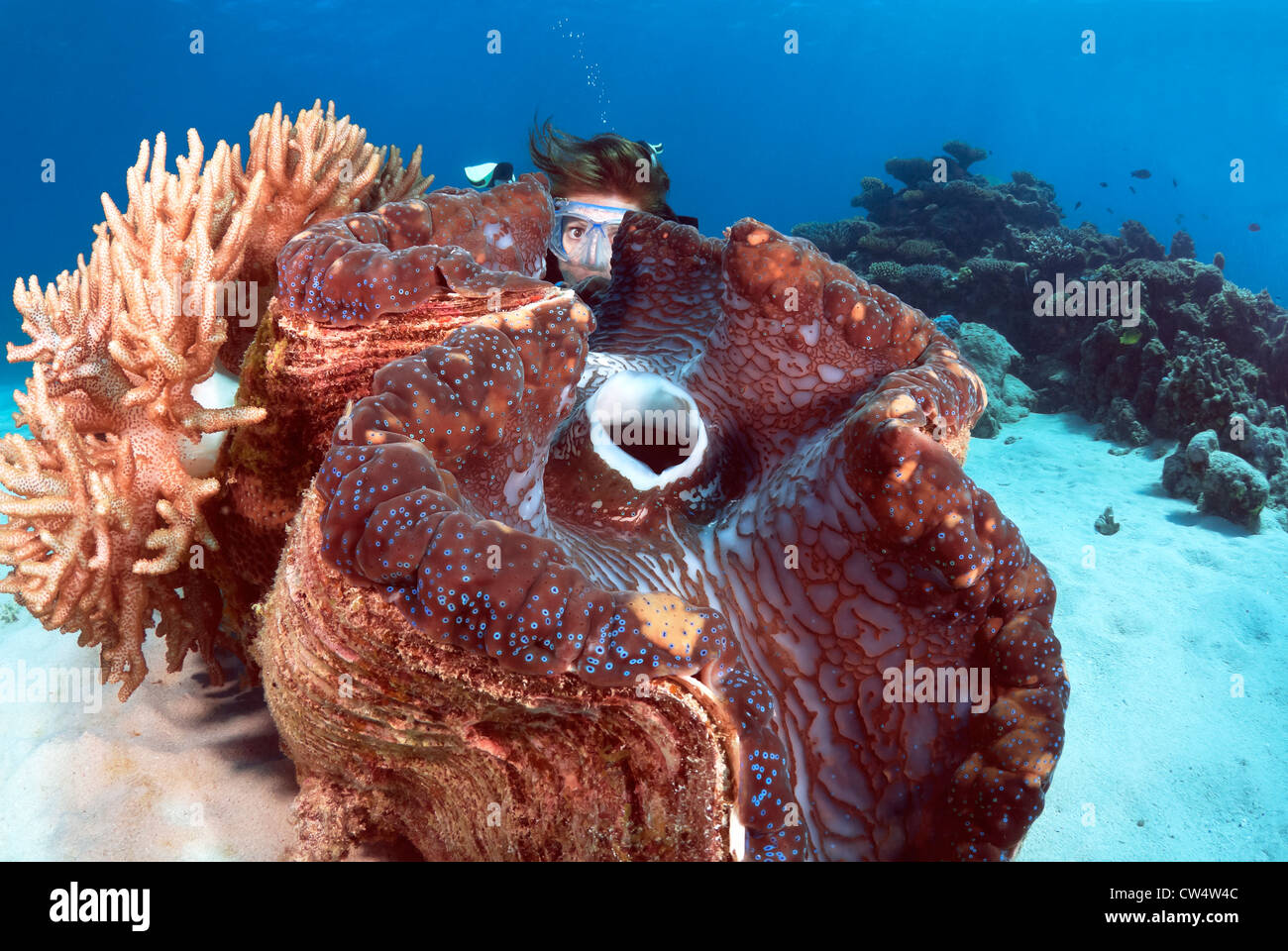 Weibliche Taucher mit einer riesigen Muschel Tridacna Gigas Great Barrier Reef und Coral Sea, Pazifischen Ozean, Queensland, Australien Stockfoto
