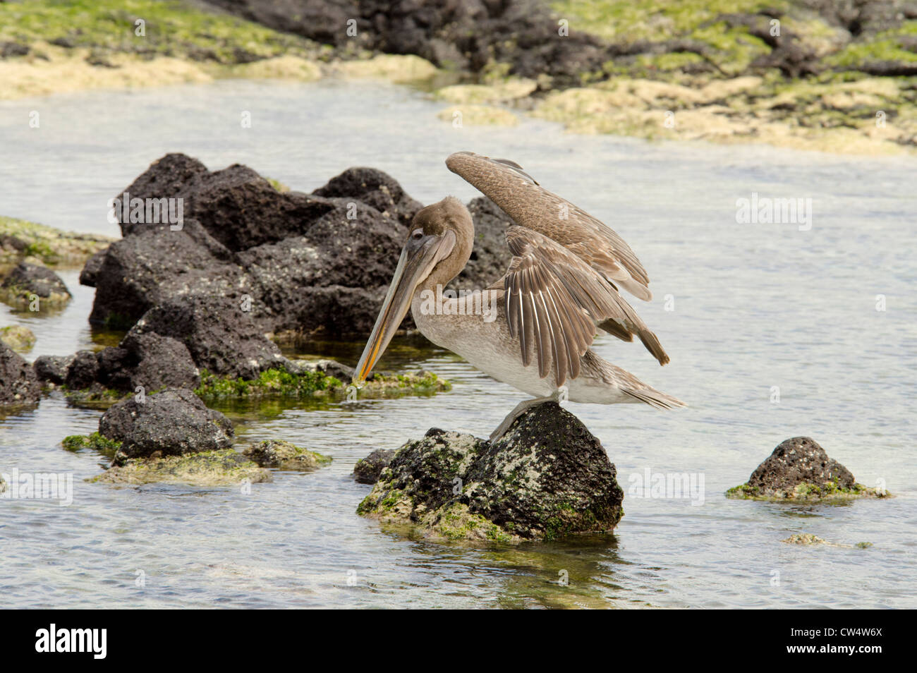 Ecuador, Galapagos, San Cristobal. Brauner Pelikan (Pelicanus Occidentalis Urinator) Stockfoto