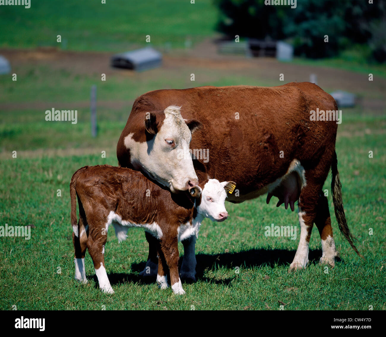 NAHAUFNAHME VON WHITE-FACED HEREFORD KUH UND KALB IM FRÜHLING WEIDE; KÄLBERHÜTTEN SEHEN SIE IM HINTERGRUND / WESTLICHEN IOWA Stockfoto