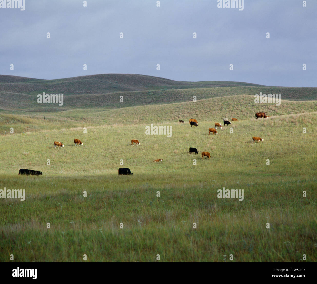 KUH-KALB HERDE IN SANDHILLS VON NEBRASKA Stockfoto