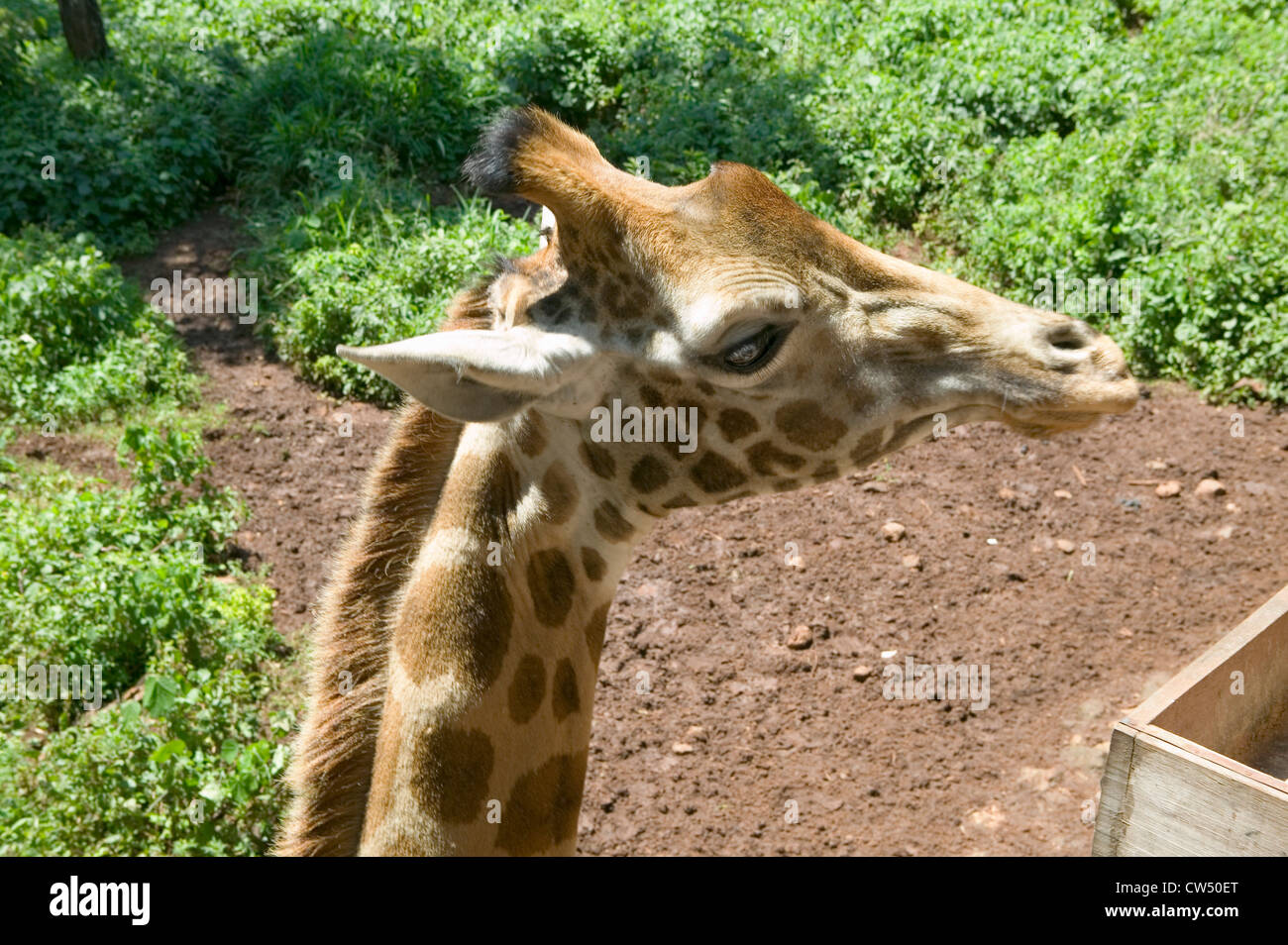 Hand-feeds Rothschild Giraffe Kopf afrikanischen Fund for Endangered Wildlife Giraffe Center in der Nähe von Nairobi Nationalpark Nairobi Stockfoto