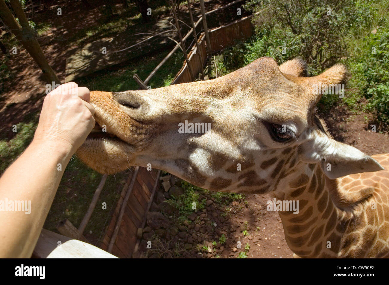 Rothschild Giraffe afrikanischen Fund for Endangered Wildlife Giraffe Center in der Nähe von Nairobi Nationalpark Nairobi Kenia hautnah Stockfoto