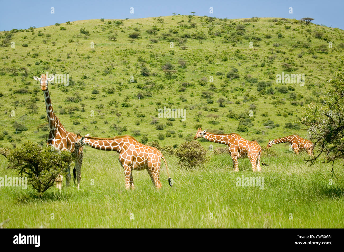 Vier Masai-Giraffe auf der grünen Wiese am Lewa Wildlife Conservancy, Nord Kenia, Afrika Stockfoto