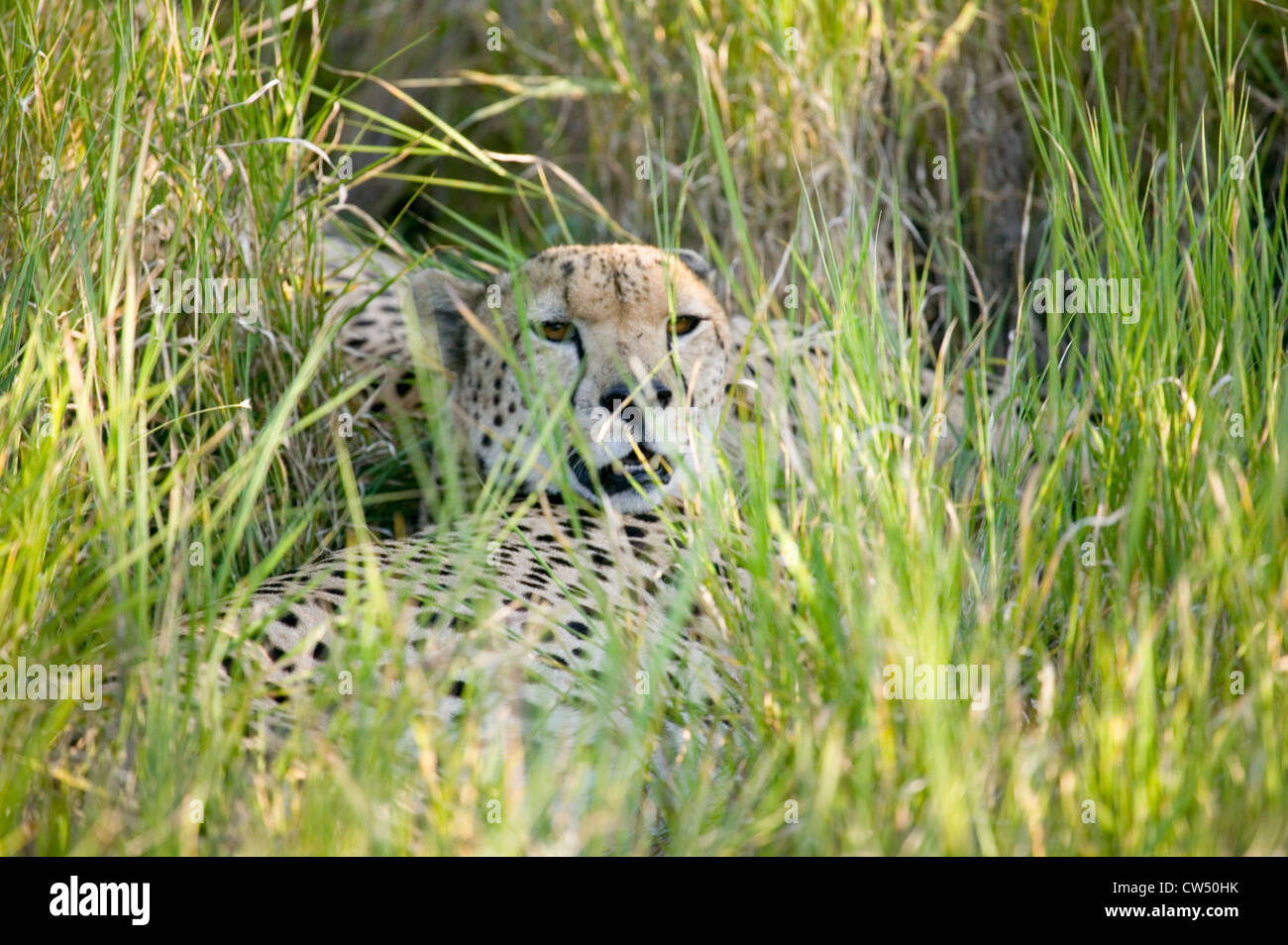 Ein Gepard sitzt im tiefgrünen Rasen von Lewa Wildlife Conservancy, Nord Kenia, Afrika Stockfoto