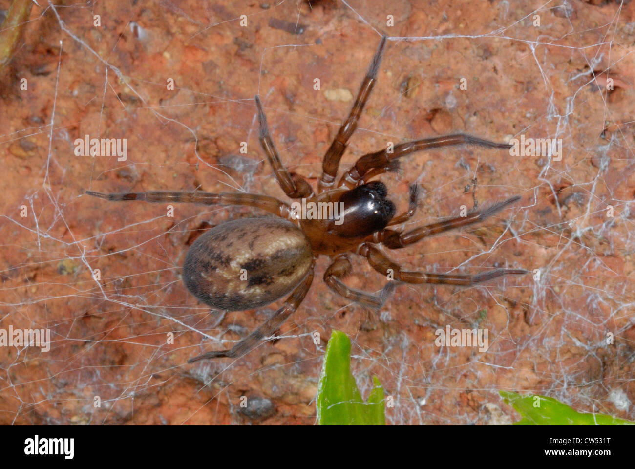 Lace-Schwimmhäuten Kreuzspinne (Amaurobius Similis) auf eine Gartenmauer Stockfoto