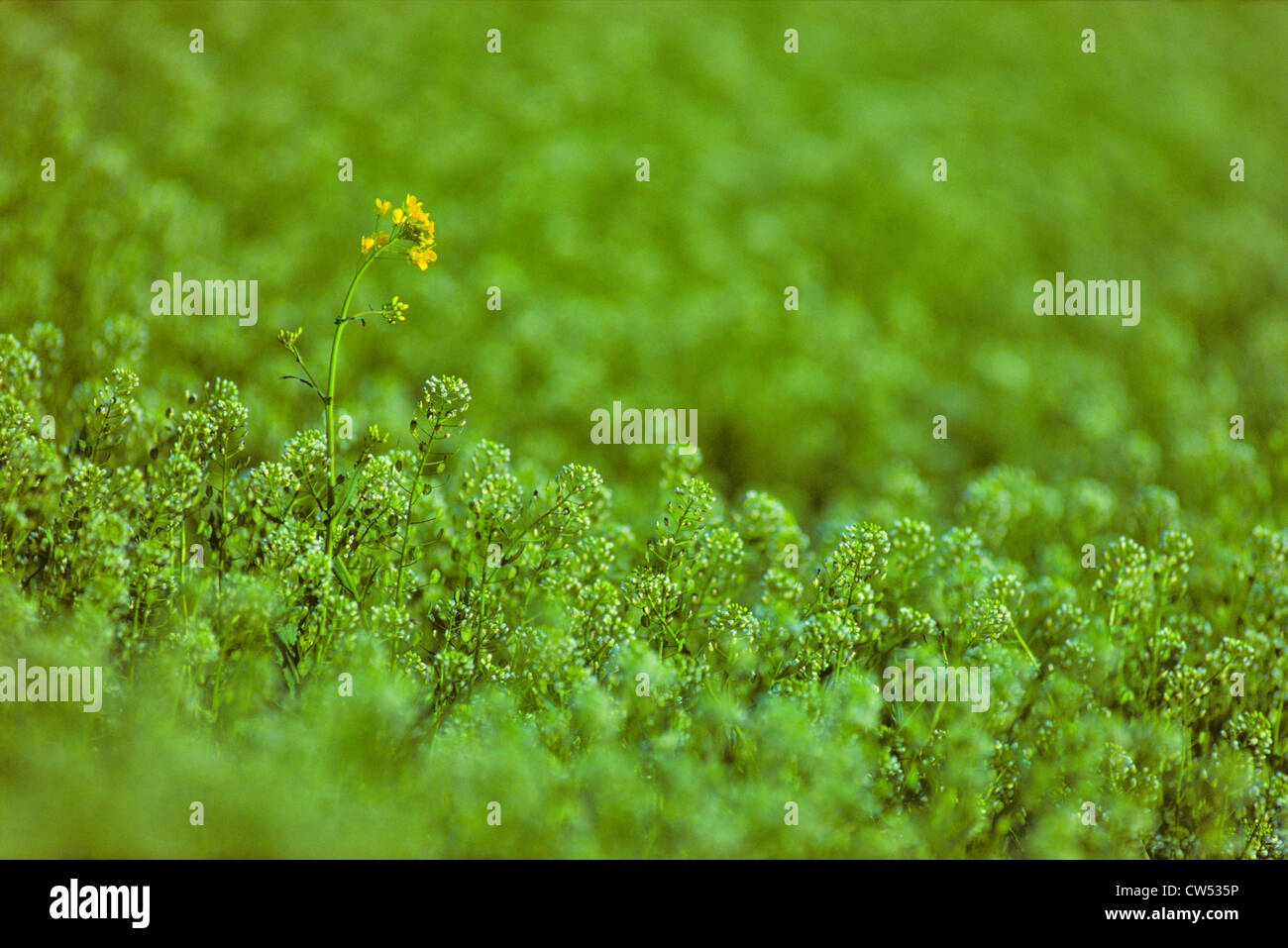 Kanada, Alberta, einzelne gelbe Blume auf grünen Raps (Brassica Campestris) Feld Stockfoto