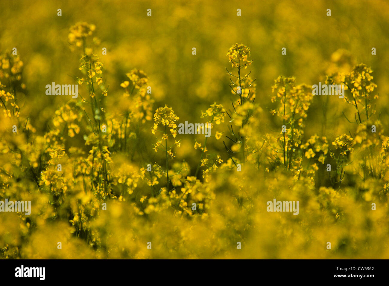 Kanada, Alberta, gelbe Blume auf Raps (Brassica Campestris) Feld Stockfoto