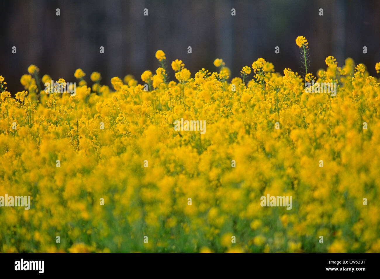 Kanada, Alberta, gelbe Blume auf Raps (Brassica Campestris) Feld Stockfoto