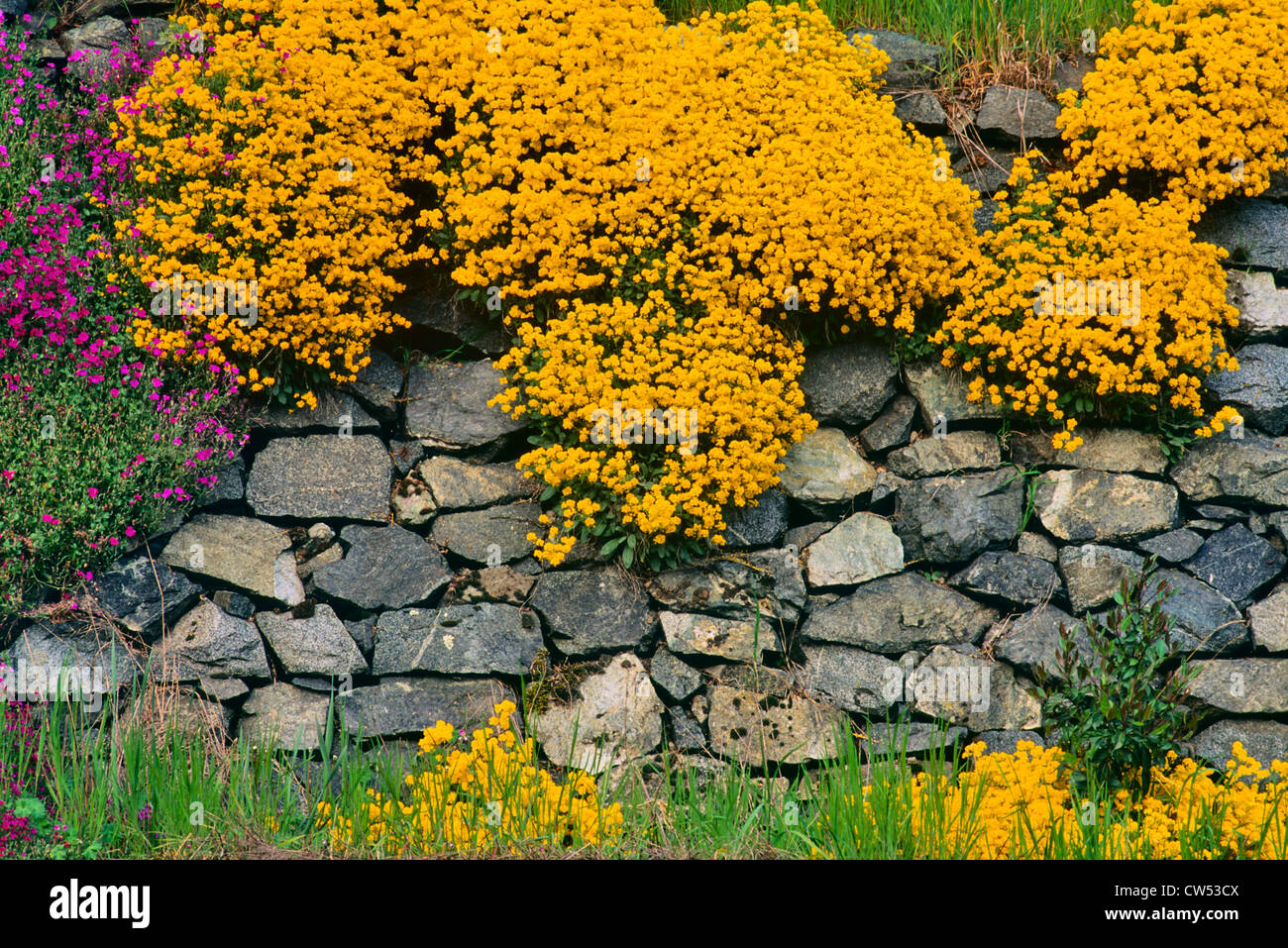 Kanada, British Columbia, Vancouver Island, Oak Bay, gelben Blüten wachsen auf alten Steinmauer Stockfoto